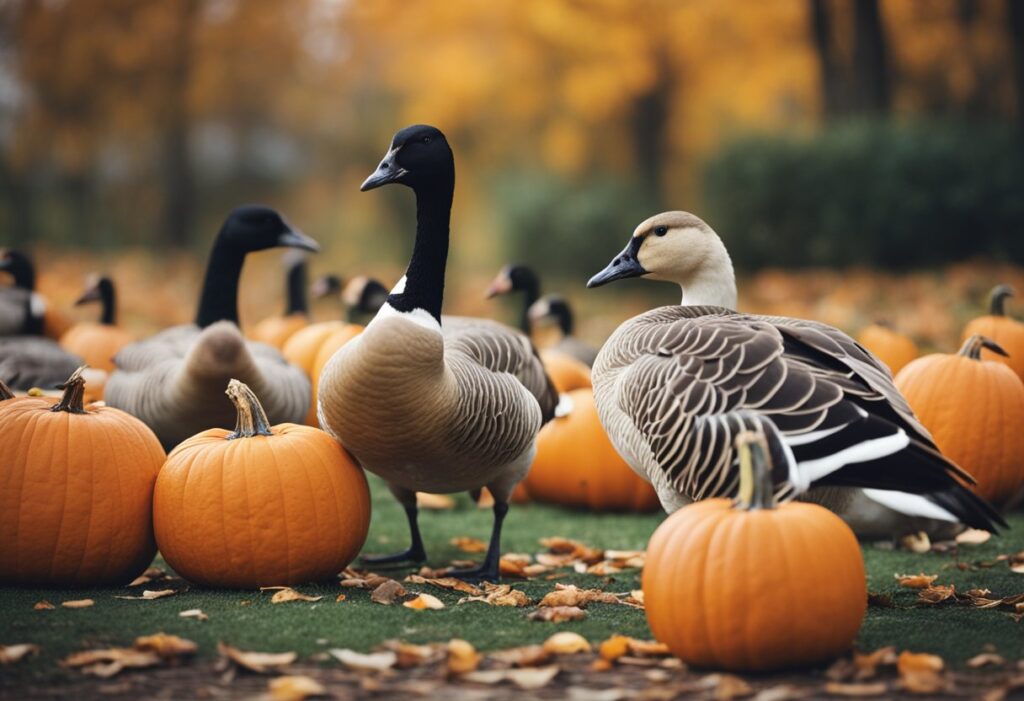 Can Geese Eat Pumpkin