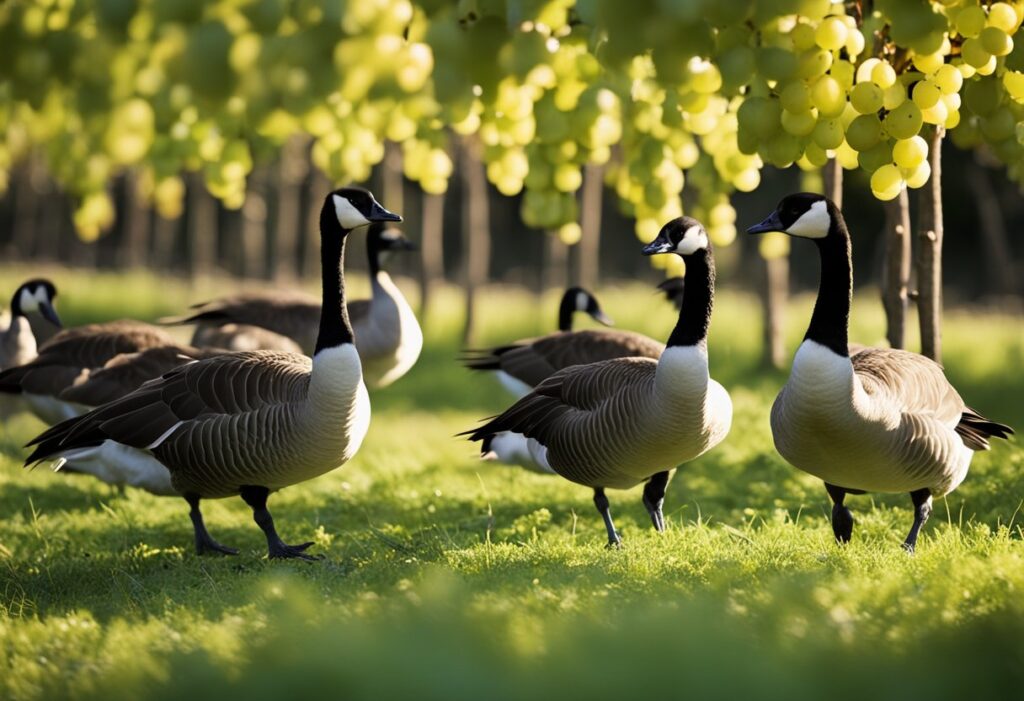 Can Canada Geese Eat Grapes