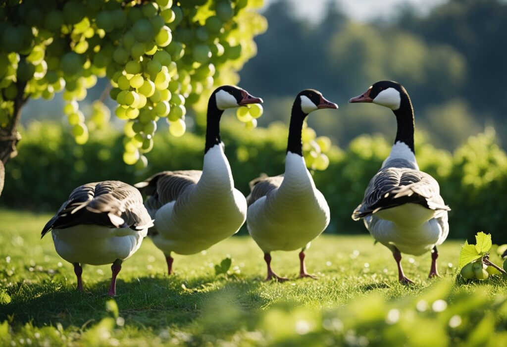 Can Geese Eat Grapes