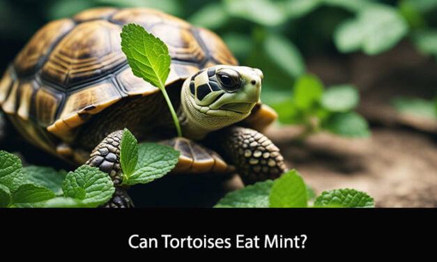 Can Tortoises Eat Mint?