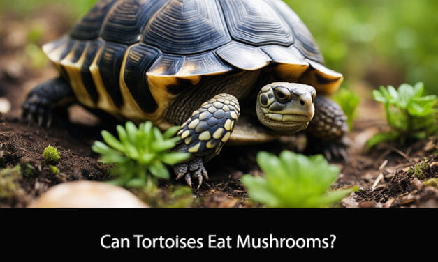 Can Tortoises Eat Mushrooms?