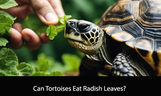 Can Tortoises Eat Radish Leaves?