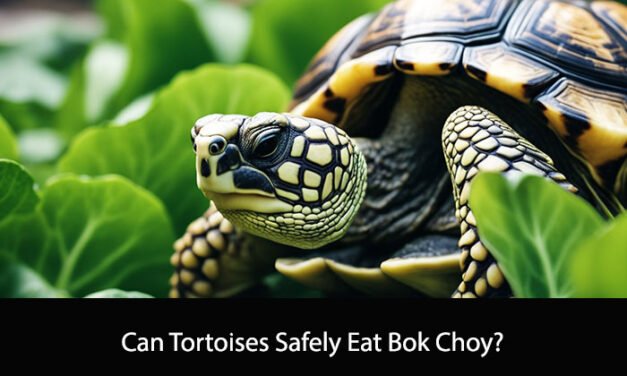 Can Tortoises Eat Bok Choy?