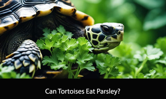 Can Tortoises Eat Parsley?