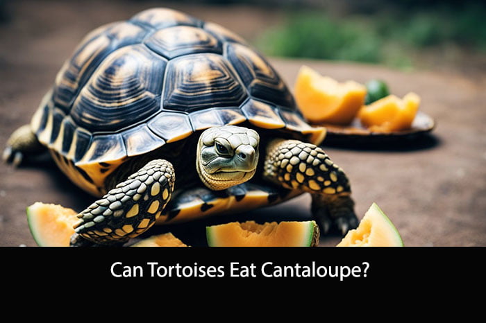 Can Tortoises Eat Cantaloupe?