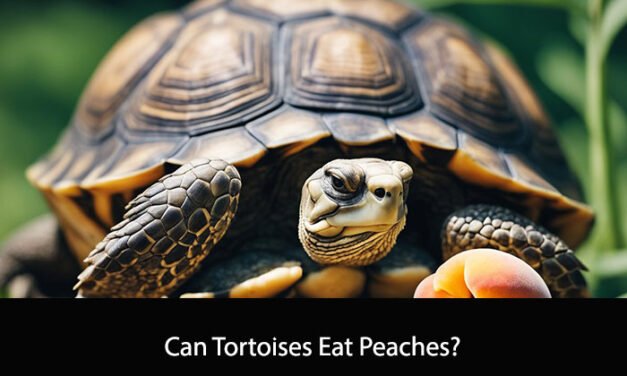 Can Tortoises Eat Peaches?