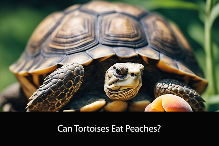 Can Tortoises Eat Peaches?