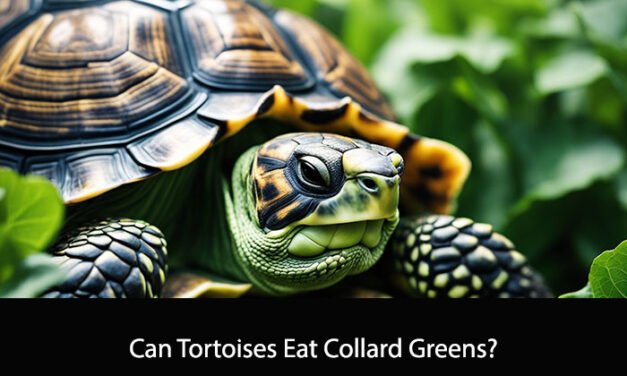 Can Tortoises Eat Collard Greens?