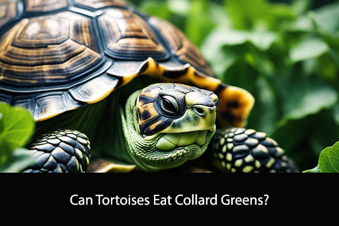 Can Tortoises Eat Collard Greens?