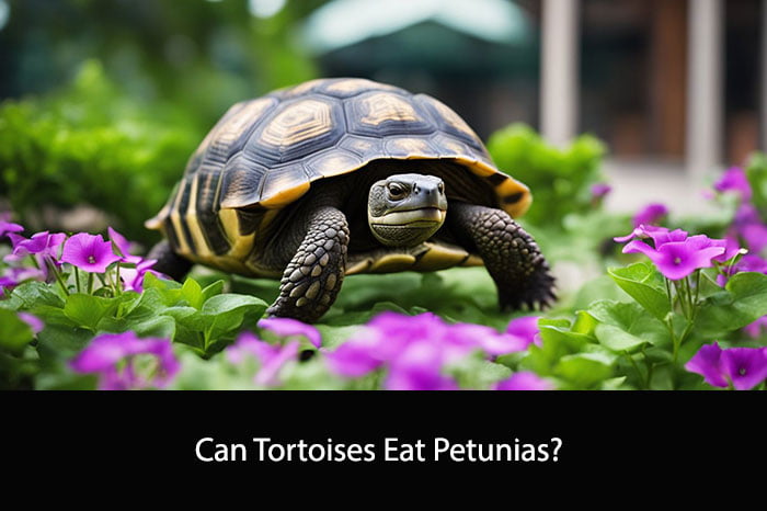 Can Tortoises Eat Petunias?