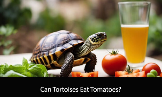 Can Tortoises Eat Tomatoes?