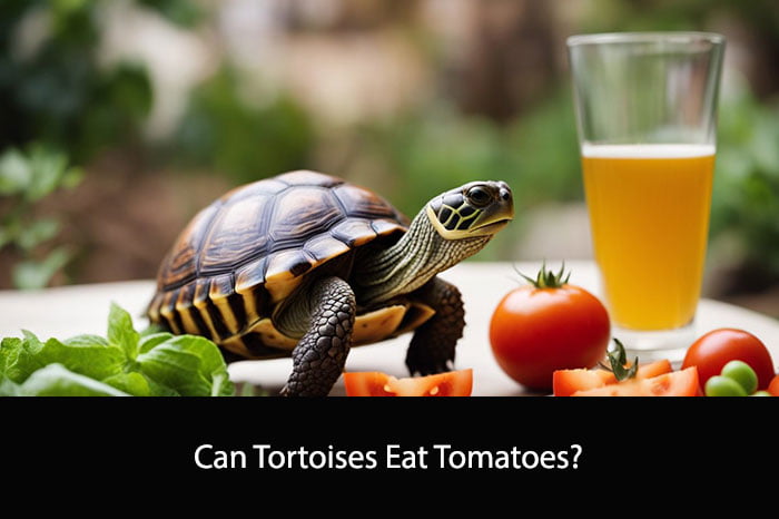 Can Tortoises Eat Tomatoes?