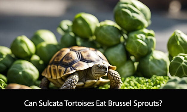 Can Sulcata Tortoises Eat Brussel Sprouts?