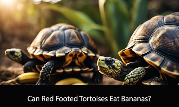 Can Red Footed Tortoises Eat Bananas?