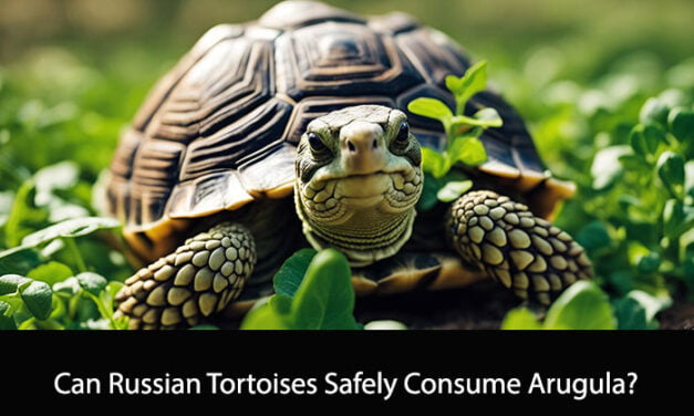 Can Russian Tortoises Eat Arugula?