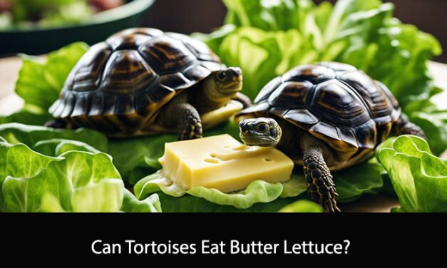 Can Tortoises Eat Butter Lettuce?