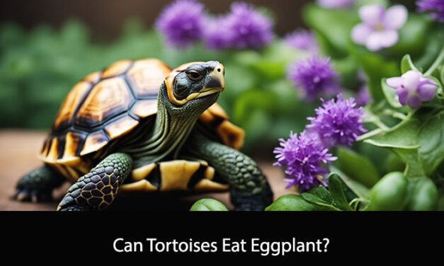 Can Tortoises Eat Eggplant?