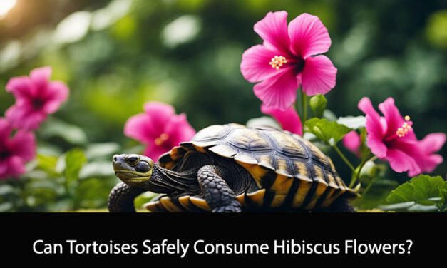 Can Tortoises Eat Hibiscus Flowers?