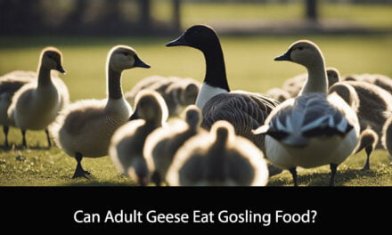 Can Adult Geese Eat Gosling Food?