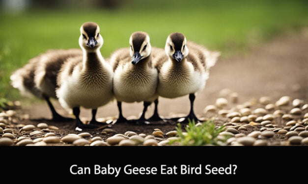 Can Baby Geese Eat Bird Seed?