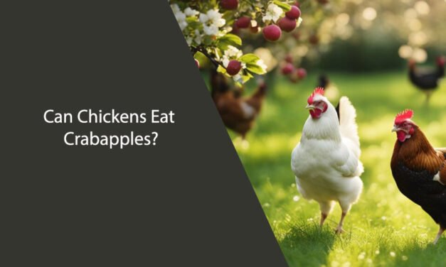 Can Chickens Eat Crabapples? A Comprehensive Guide