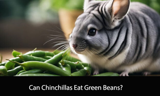 Can Chinchillas Eat Green Beans?