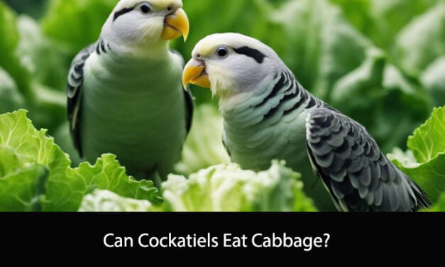 Can Cockatiels Eat Cabbage?