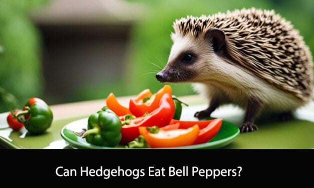 Can Hedgehogs Eat Bell Peppers?