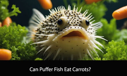 Can Puffer Fish Eat Carrots?