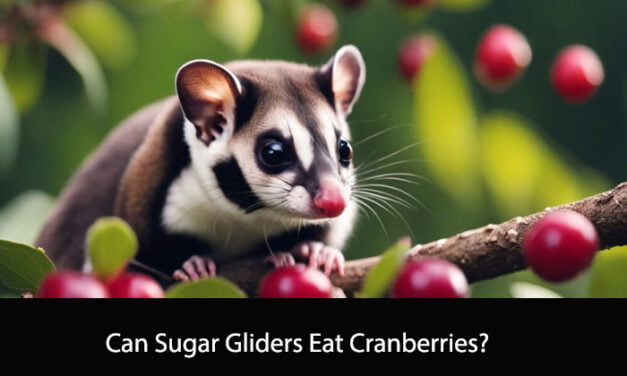 Can Sugar Gliders Eat Cranberries?