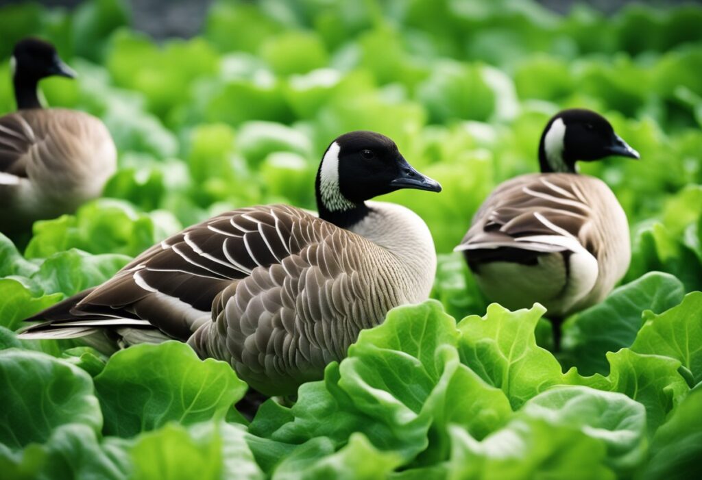 Can Geese Eat Lettuce? | A Comprehensive Guide