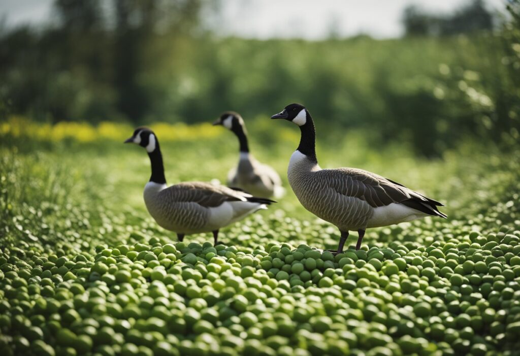 Can Geese Eat Peas