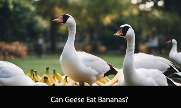 Can Geese Eat Bananas?