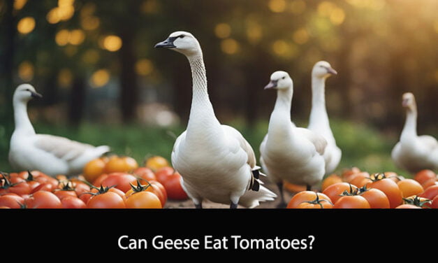 Can Geese Eat Tomatoes?