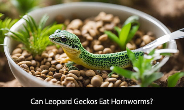 Can Leopard Geckos Eat Hornworms?