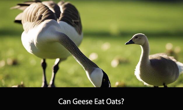 Can Geese Eat Oats?