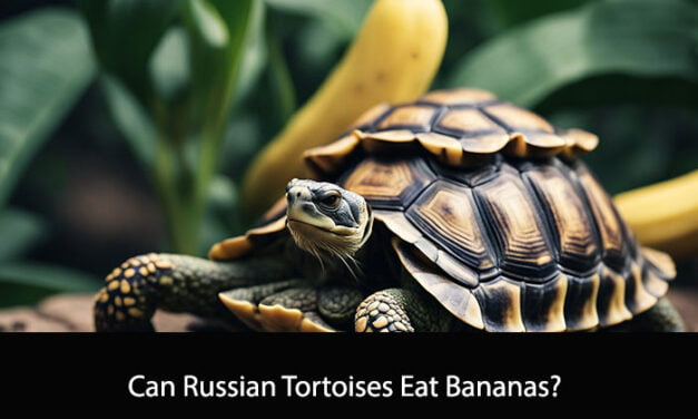 Can Russian Tortoises Eat Bananas?