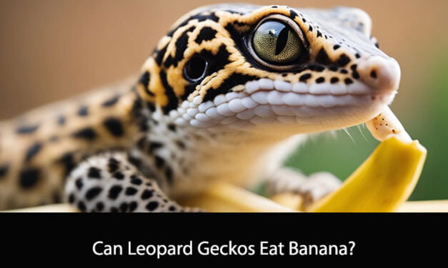 Can Leopard Geckos Eat Banana?