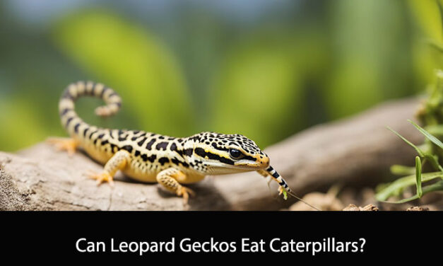 Can Leopard Geckos Eat Caterpillars?