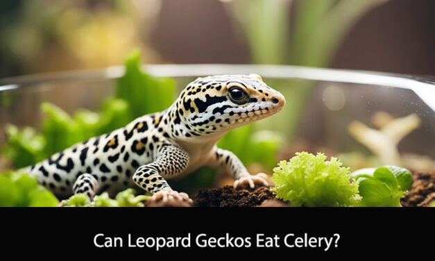 Can Leopard Geckos Eat Celery?