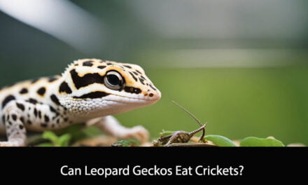 Can Leopard Geckos Eat Crickets?