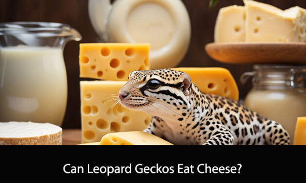 Can Leopard Geckos Eat Cheese?