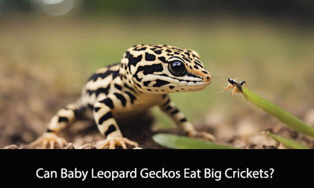 Can Baby Leopard Geckos Eat Big Crickets?