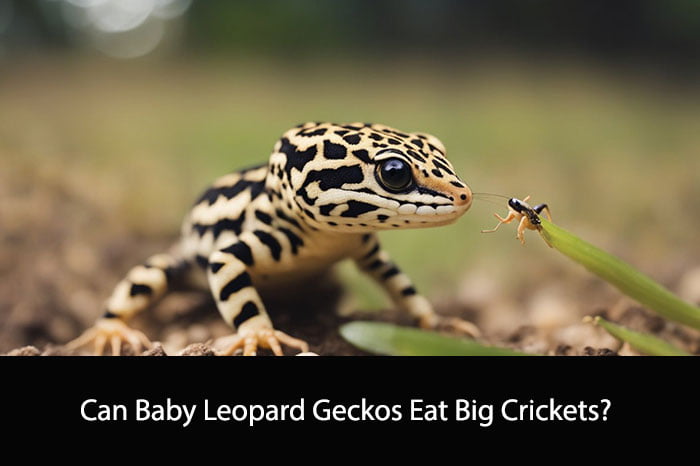 Can Baby Leopard Geckos Eat Big Crickets?