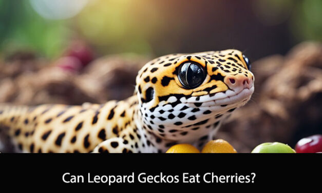 Can Leopard Geckos Eat Cherries?