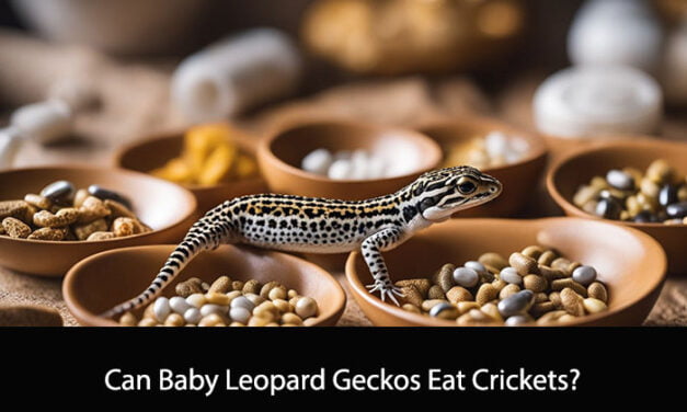 Can Baby Leopard Geckos Eat Crickets?