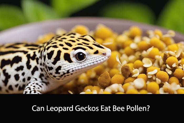 Can Leopard Geckos Eat Bee Pollen?