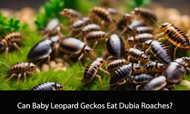 Can Baby Leopard Geckos Eat Dubia Roaches?