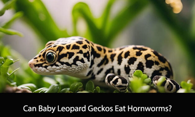 Can Baby Leopard Geckos Eat Hornworms?