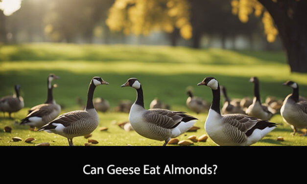 Can Geese Eat Almonds?